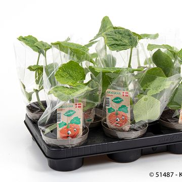 Cucurbita maxima 'Hokkaido'