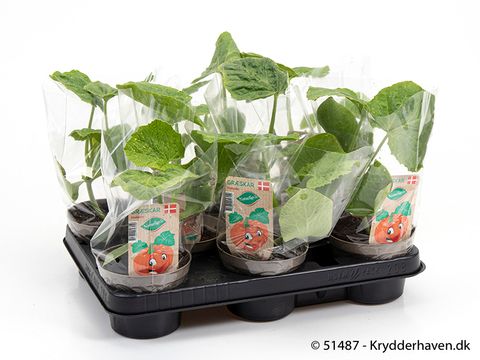 Cucurbita maxima 'Hokkaido'