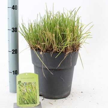 Sesleria autumnalis