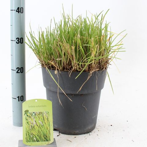 Sesleria autumnalis