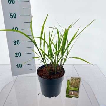 Miscanthus sinensis 'Dronning Ingrid'