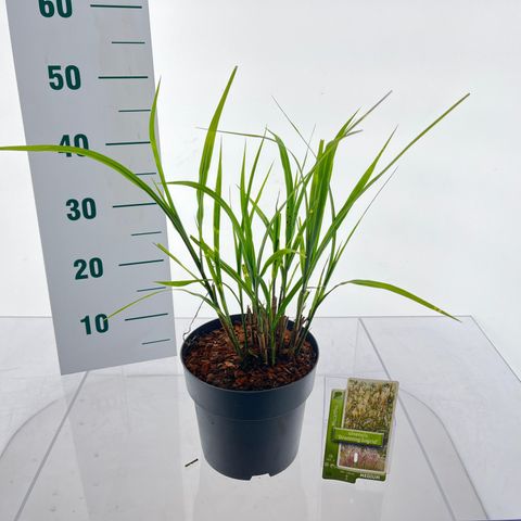 Miscanthus sinensis 'Dronning Ingrid'