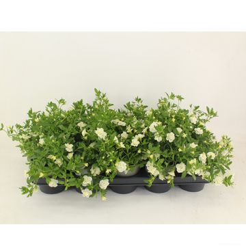 Calibrachoa MINIFAMOUS DOUBLE WHITE