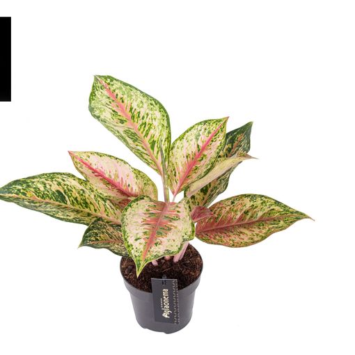 Aglaonema 'Painted Celebration'