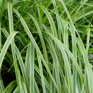 Carex oshimensis EVERCOLOR EVERLIME (About Plants Zundert BV)