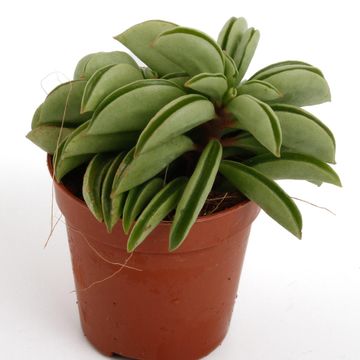 Peperomia 'Happy Bean'