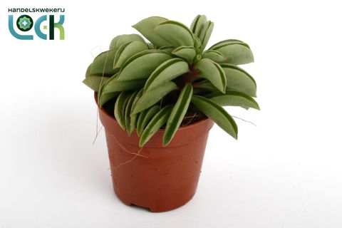 Peperomia 'Happy Bean'