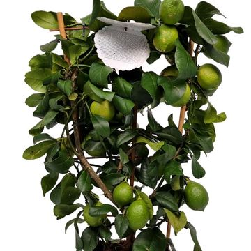 Citrus limon 'Lunario'