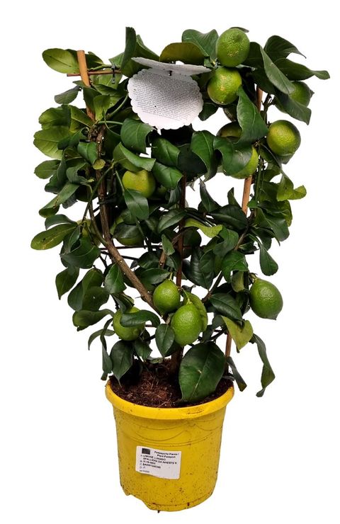 Citrus limon 'Lunario'
