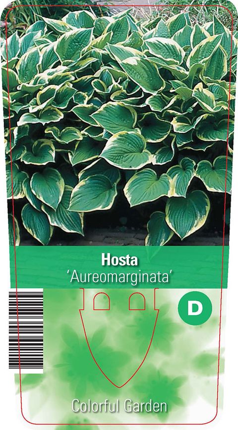 Hosta 'Fortunei Aureomarginata'