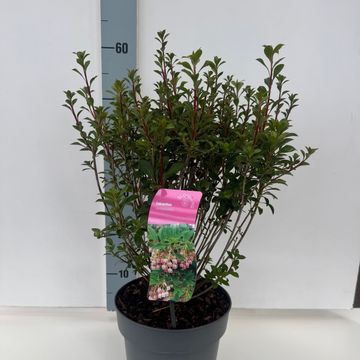 Enkianthus campanulatus