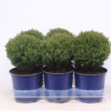 Thuja occidentalis 'Teddy'