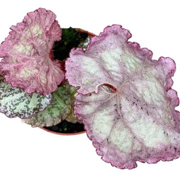 Begonia 'Pink Panther'