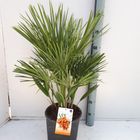 Chamaerops humilis