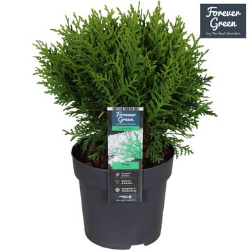Thuja occidentalis 'Tiny Tim'