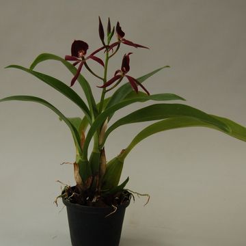 x Epicattleya Black Comet