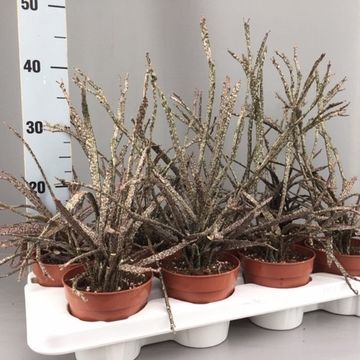 Euphorbia platyclada