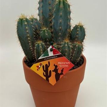 Pilosocereus azureus