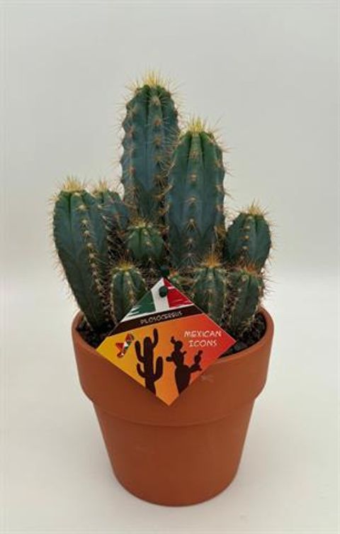 Pilosocereus azureus