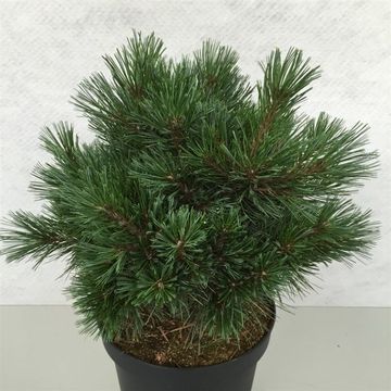 Pinus strobus 'Krüger's Lilliput'