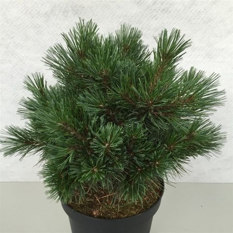 Pinus strobus 'Krüger's Lilliput'