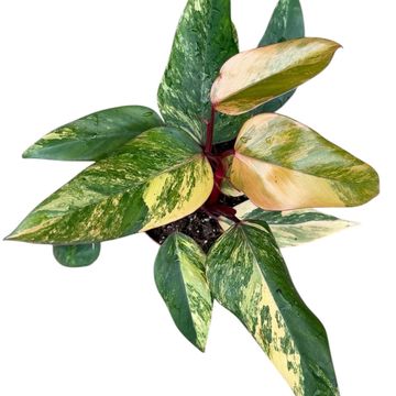 Filodendron 'Strawberry Shake'