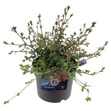 Ceratostigma plumbaginoides