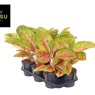 Aglaonema 'Grand Blossom'