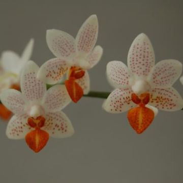 Phalaenopsis 'Mini Mark'