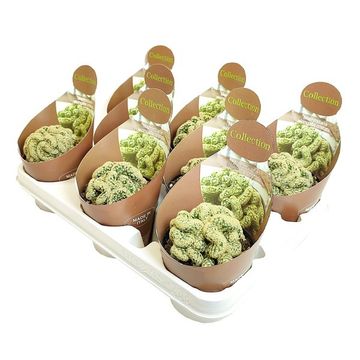 Mammillaria elongata cristata