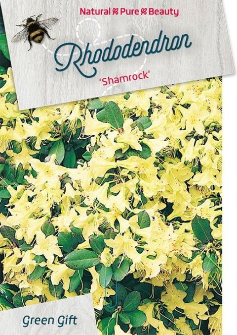 Rhododendron 'Shamrock'