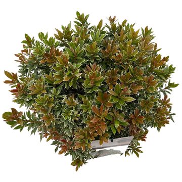 Pieris japonica 'Little Heath'