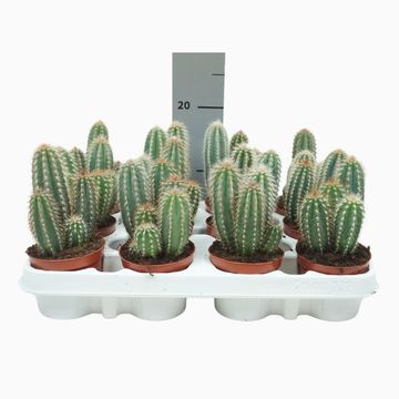 Pilosocereus pachycladus