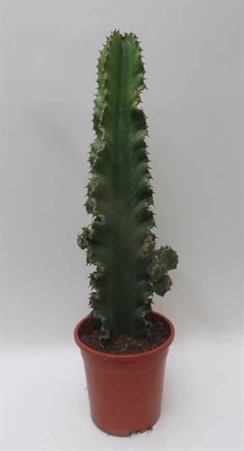 Euphorbia erythraea 'Canarias'