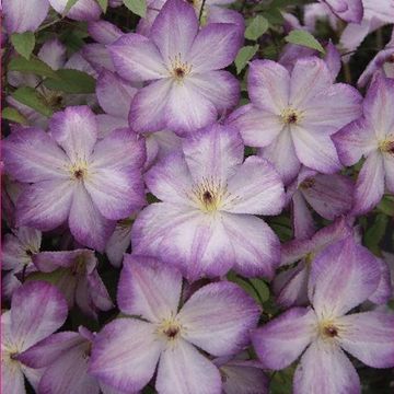 Clematis PERNILLE (Vt)