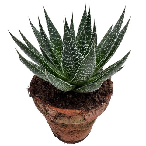 x Gasteraloe beguinii