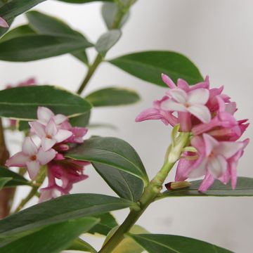 Daphne odora 'Aureomarginata'