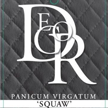 Panicum virgatum 'Squaw'