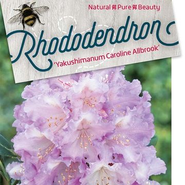 Rhododendron 'Caroline Allbrook' (Y)