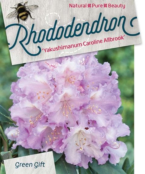 Rhododendron 'Caroline Allbrook' (Y)