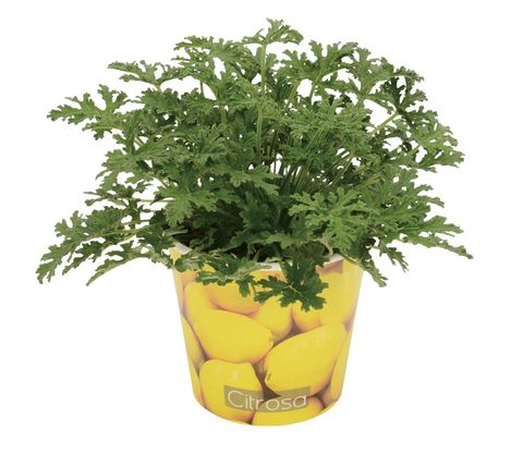 Pelargonium citrosum