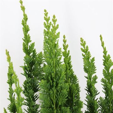 Chamaecyparis lawsoniana 'Little Spire'