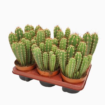 Neocardenasia herzogiana