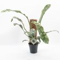 Epipremnum giganteum 'Variegata'