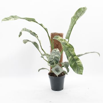 Epipremnum giganteum 'Variegata'