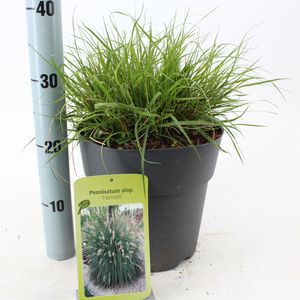 Pennisetum alopecuroides 'Hameln' (About Plants Zundert BV)