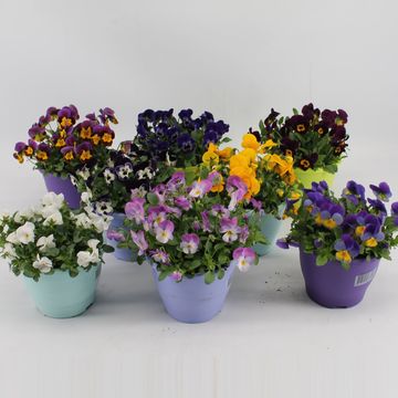 Viola CORNUTA MIX