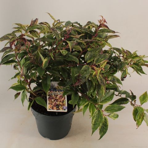 Leucothoe fontanesiana 'Рэйнбоу'