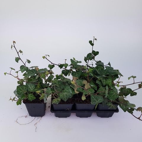 Hedera helix 'Plattensee'