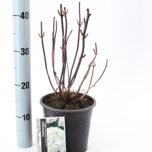 Hydrangea macrophylla 'Madame Emile Mouillère' (About Plants Zundert BV)